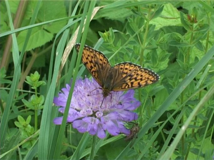 Mädesüß-Perlmutterfalter ( Brenthis ino ), auf Skabiose : Nettersheim/Urfttal, Eifel, 30.06.2006